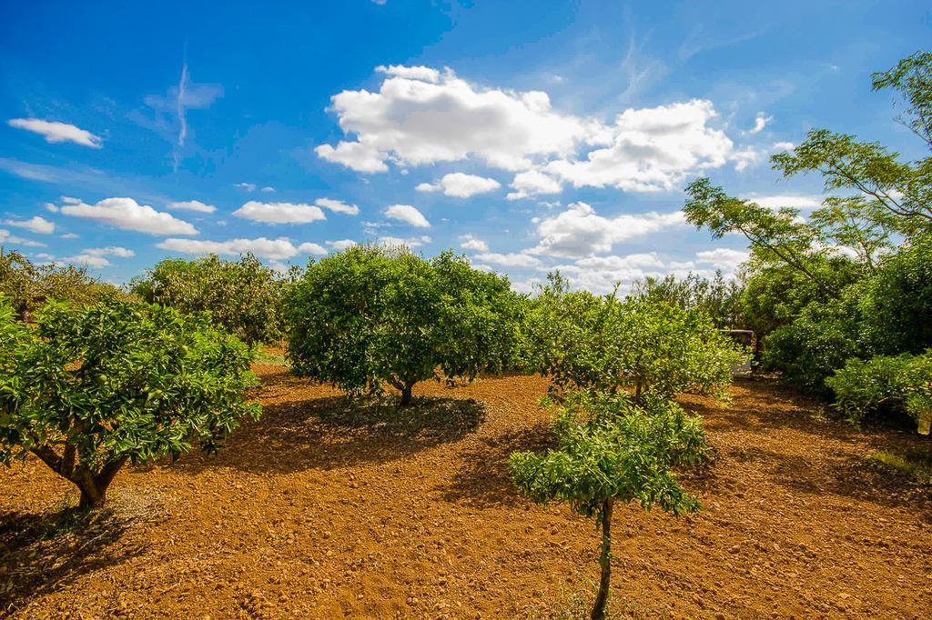 Can Pascolet Inca (Mallorca) Exterior foto